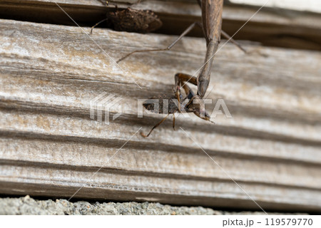 クサギカメムシを捕食するカマキリ クサギカメムシを捕食するカマキリ 119579770