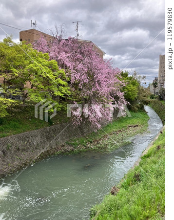 桜・天神川 119579830