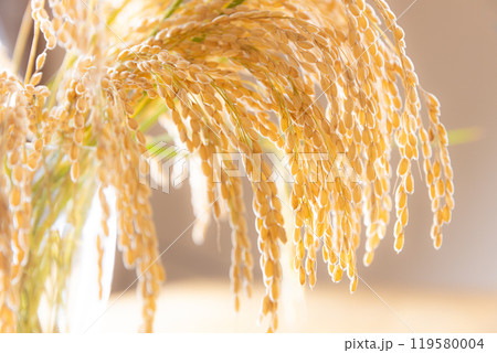 収穫した稲穂の束 119580004