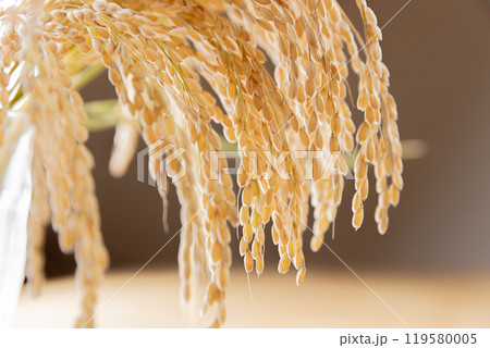 収穫した稲穂の束 収穫した稲穂の束 119580005