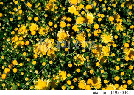 Gigi Golden Yellow Chrysanthemum close up 119580309