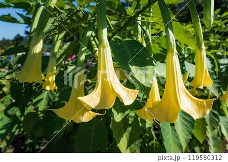 Yellow Brugmansia flowers growing in Far East of Russia 119580312
