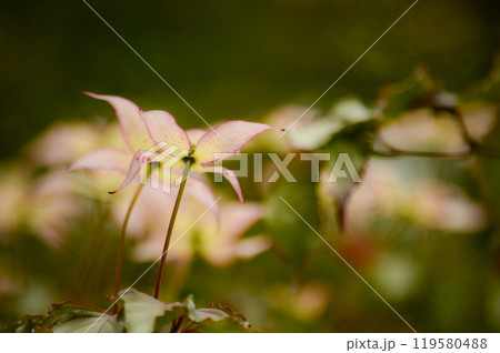 ヤマボウシ 119580488