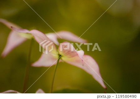 ヤマボウシ 119580490