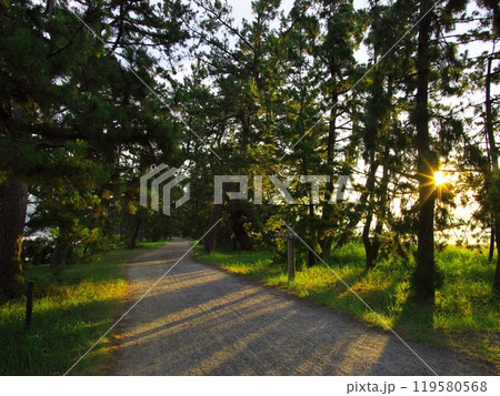 夏の天橋立　松林と朝日の木漏れ日に囲まれた道 119580568