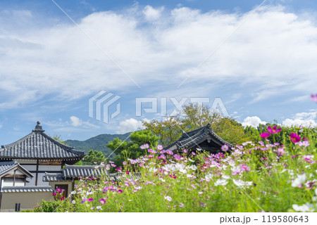 飛鳥寺とコスモス 秋の風景 (奈良県明日香村) 飛鳥寺とコスモス 秋の風景 (奈良県明日香村) 119580643