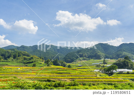 秋の奈良　坂田の棚田　彼岸花と稲穂 119580651