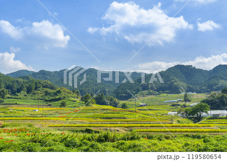 秋の奈良　坂田の棚田　彼岸花と稲穂 119580654