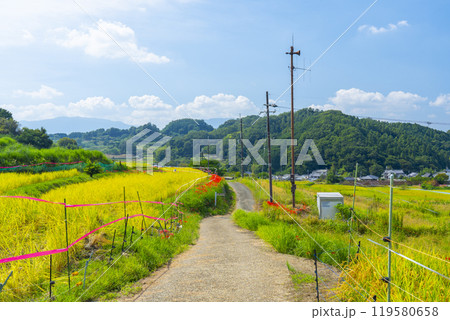 秋の奈良　坂田の棚田　彼岸花と稲穂 119580658