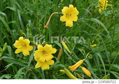 エゾキスゲ 119580721