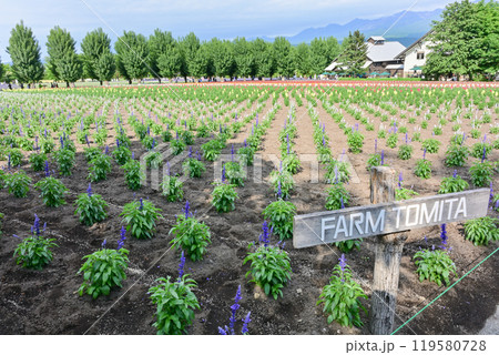 ファーム富田 119580728