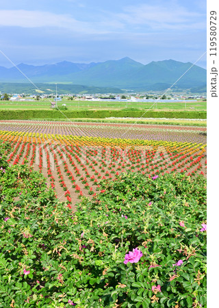 ファーム富田 119580729