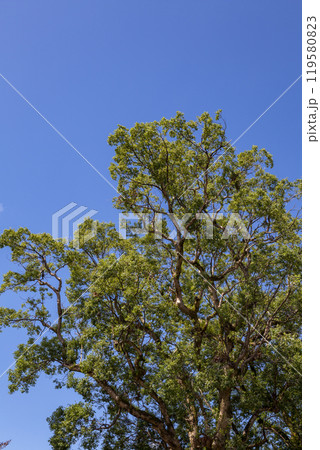 大汝牟遅神社 119580823