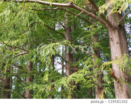 緑のある風景　コピースペース　落ち着いた世界　緑に癒やされて　紅葉の準備　楽しい時間 119581102