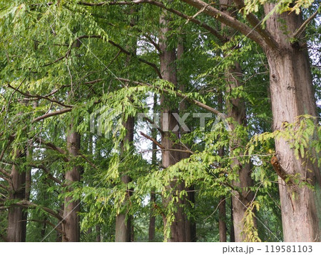 緑のある風景　コピースペース　落ち着いた世界　緑に癒やされて　紅葉の準備　楽しい時間 119581103