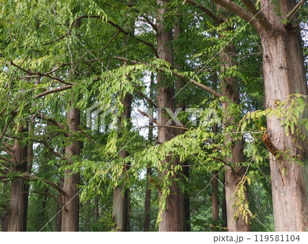 緑のある風景　コピースペース　落ち着いた世界　緑に癒やされて　紅葉の準備　楽しい時間 119581104