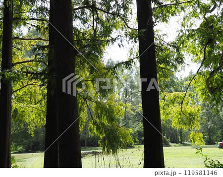 緑のある風景　コピースペース　落ち着いた世界　緑に癒やされて　紅葉の準備　楽しい時間 119581146