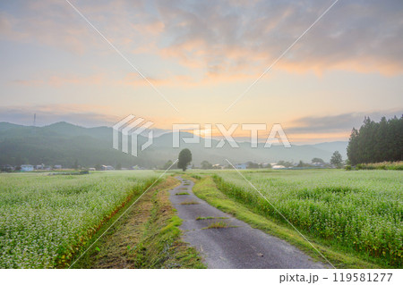 【日の出】一本の木へと向かう道と満開の蕎麦畑【大町市】 119581277
