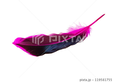 Dark pink feather isolated on the white background Dark pink feather isolated on the white background 119581755