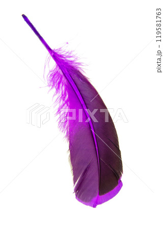 Dark purple feather isolated on the white background 119581763