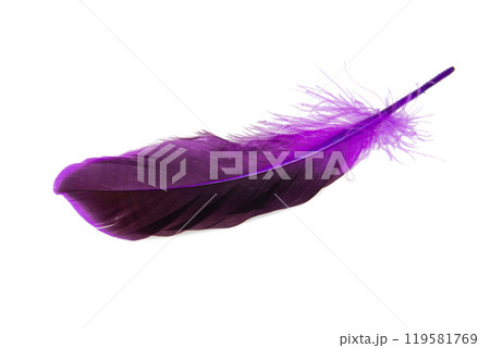 Dark purple feather isolated on the white background Dark purple feather isolated on the white background 119581769