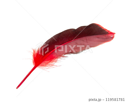 Red decorative feather isolated on the white background Red decorative feather isolated on the white background 119581781