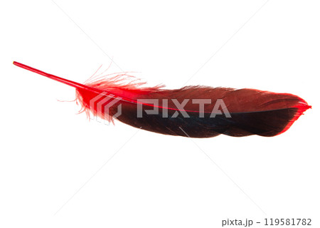 Red decorative feather isolated on the white background Red decorative feather isolated on the white background 119581782