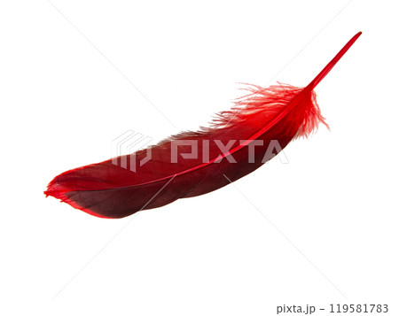 Red decorative feather isolated on the white background Red decorative feather isolated on the white background 119581783