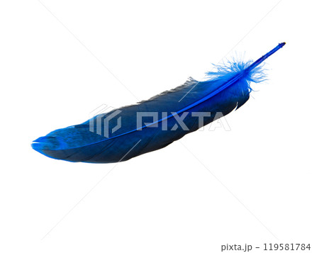 Blue decorative feather isolated on the white background Blue decorative feather isolated on the white background 119581784