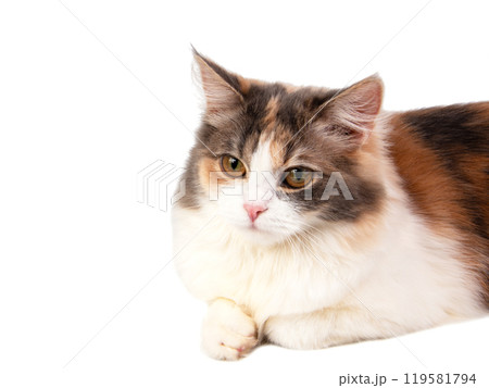 Bright fluffy cat three colors isolated on the white background Bright fluffy cat three colors isolated on the white background 119581794