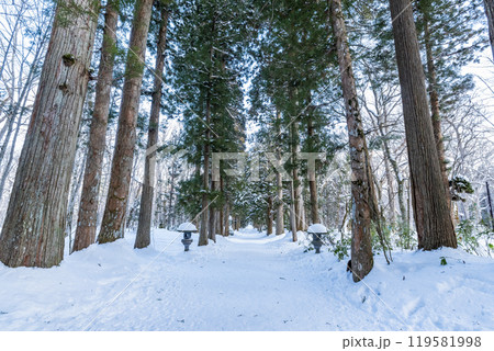 冬の戸隠神社奥社杉並木(社叢)　長野県長野市戸隠 119581998