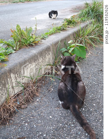 漁港の野良猫　睨み合う 119582626