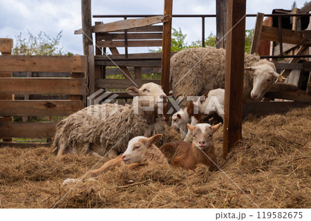 flock of sheep with cute lambs relax on hay in paddock on organic ranch. free range Katumsky or Katumas ovis aries sheep 119582675