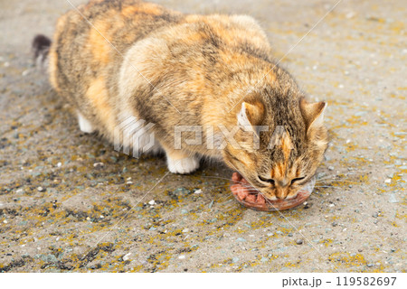 feral free range brown beige cat eating wet cat food. animal protection, care and help about homeless street animals, abandoned pets feral free range brown beige cat eating wet cat food. animal protection, care and help about homeless street animals, abandoned pets 119582697