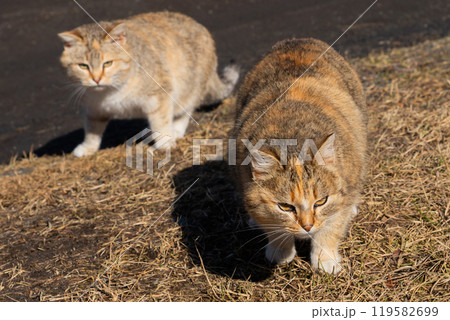 mother cat and adult kitten on grass outside. two cats are walking and hunting mother cat and adult kitten on grass outside. two cats are walking and hunting 119582699