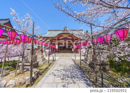 土佐稲荷神社　本殿　満開の桜（大阪市西区） 119582952
