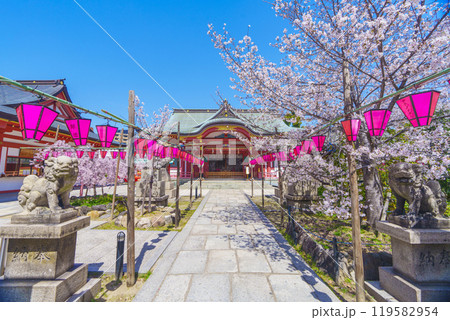 土佐稲荷神社　本殿　満開の桜（大阪市西区） 119582954