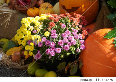 ハロウィンとバラクライングリッシュガーデンの花 119583270