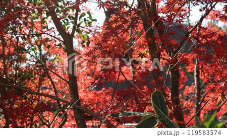 筑波山の紅葉 筑波山の紅葉 119583574