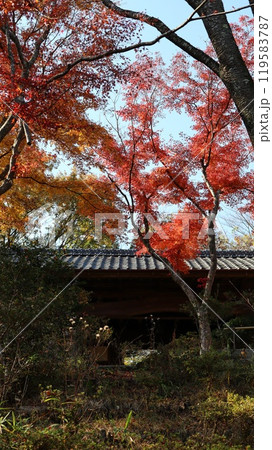 室内から見える紅葉 春風萬里荘 室内から見える紅葉 春風萬里荘 119583787