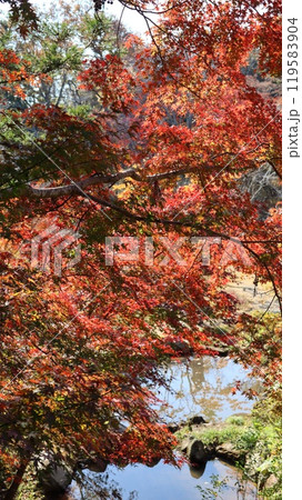 紅葉した庭園 春風萬里荘 紅葉した庭園 春風萬里荘 119583904