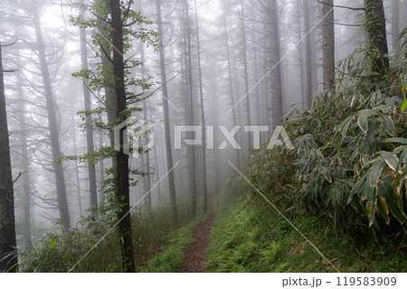 霧に覆われた森 119583909