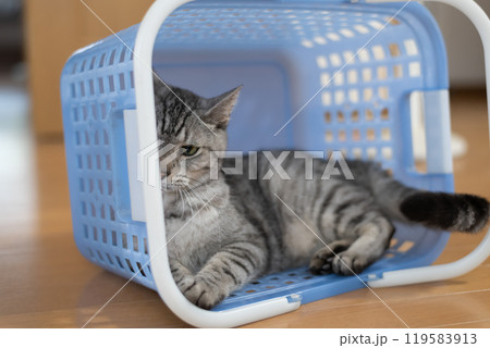 買い物かごの中に入った猫 サバトラ猫 買い物かごの中に入った猫 サバトラ猫 119583913