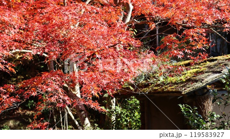 紅葉した庭園　春風萬里荘 119583927