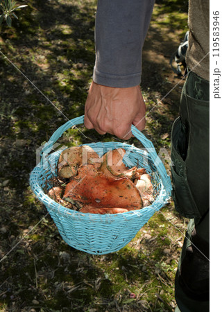 man with a basket full of freshly collected rovellons man with a basket full of freshly collected rovellons 119583946