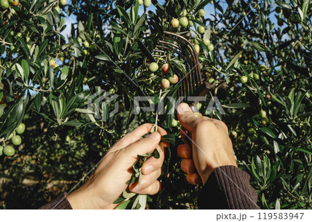 man using a comb-like tool to harvest some olives man using a comb-like tool to harvest some olives 119583947