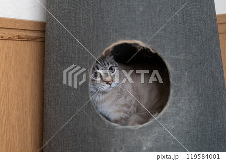 キャットタワーに入った猫 シャムトラ猫 キャットタワーに入った猫 シャムトラ猫 119584001
