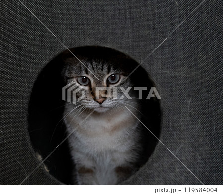 キャットタワーに入った猫 シャムトラ猫 キャットタワーに入った猫 シャムトラ猫 119584004