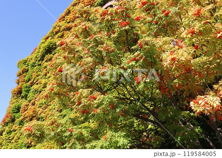 サッポロファクトリー レンガ館の蔦とナナカマドの紅葉 サッポロファクトリー レンガ館の蔦とナナカマドの紅葉 119584005