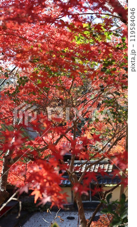 紅葉した庭園 春風萬里荘 紅葉した庭園 春風萬里荘 119584046